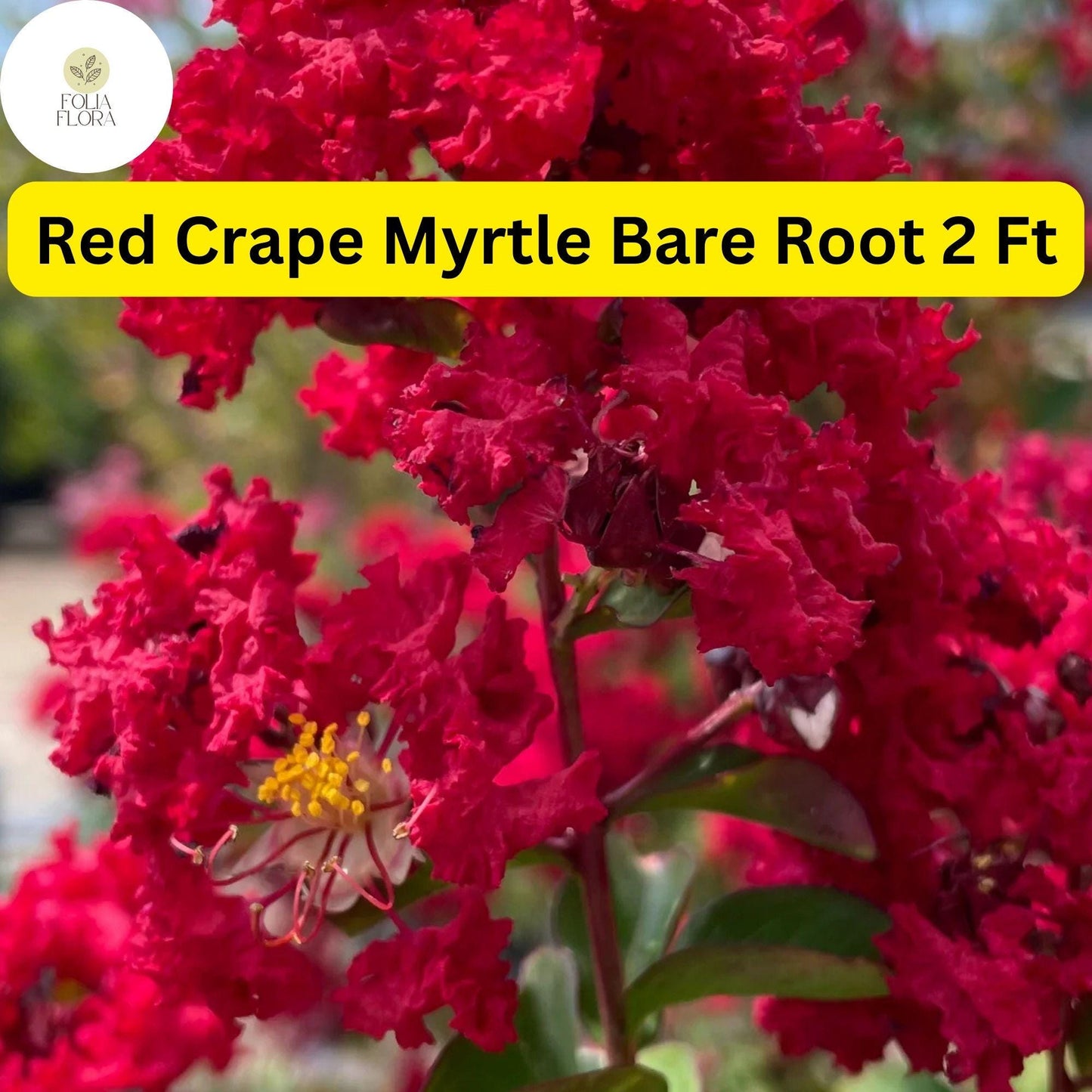 2 Live Bare Root Plants Red Crape Myrtle Trees (Lagerstroemia indica) 2ft Tall
