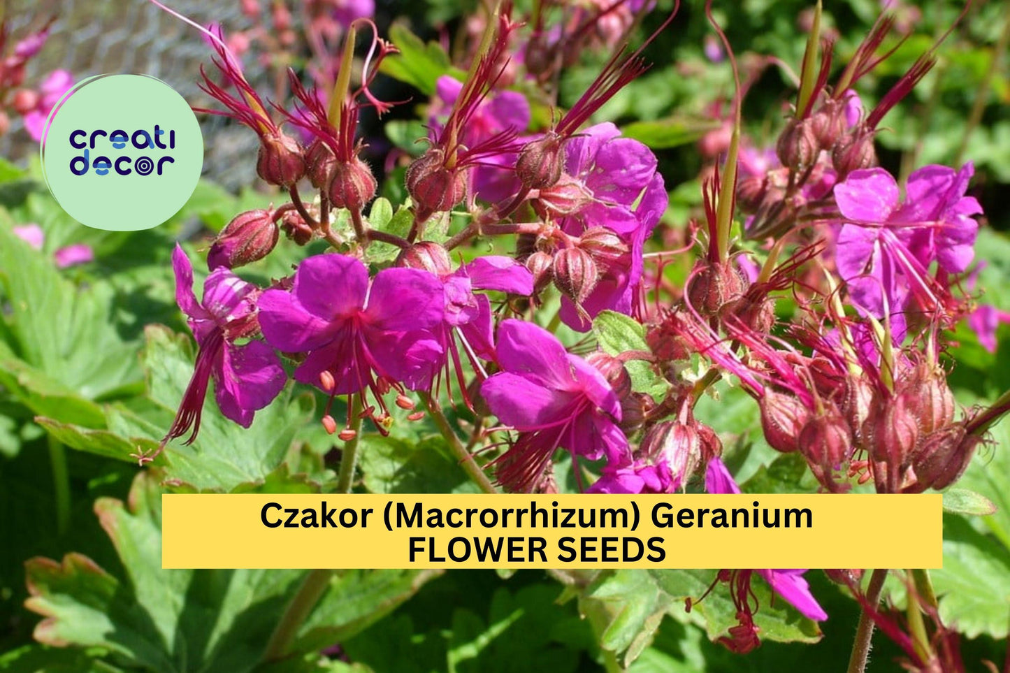 25+ Czakor Geranium Seeds – Groundcover with Magenta-Pink Blooms for Garden Planting, Drought-Tolerant Perennial – USA
