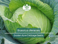 250 Seeds Golden Acre Cabbage - Brassica oleracea | Heirloom Cabbage for Planting, Gardening & Delicious Fresh Harvest