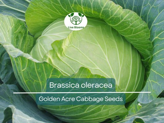 250 Seeds Golden Acre Cabbage - Brassica oleracea | Heirloom Cabbage for Planting, Gardening & Delicious Fresh Harvest