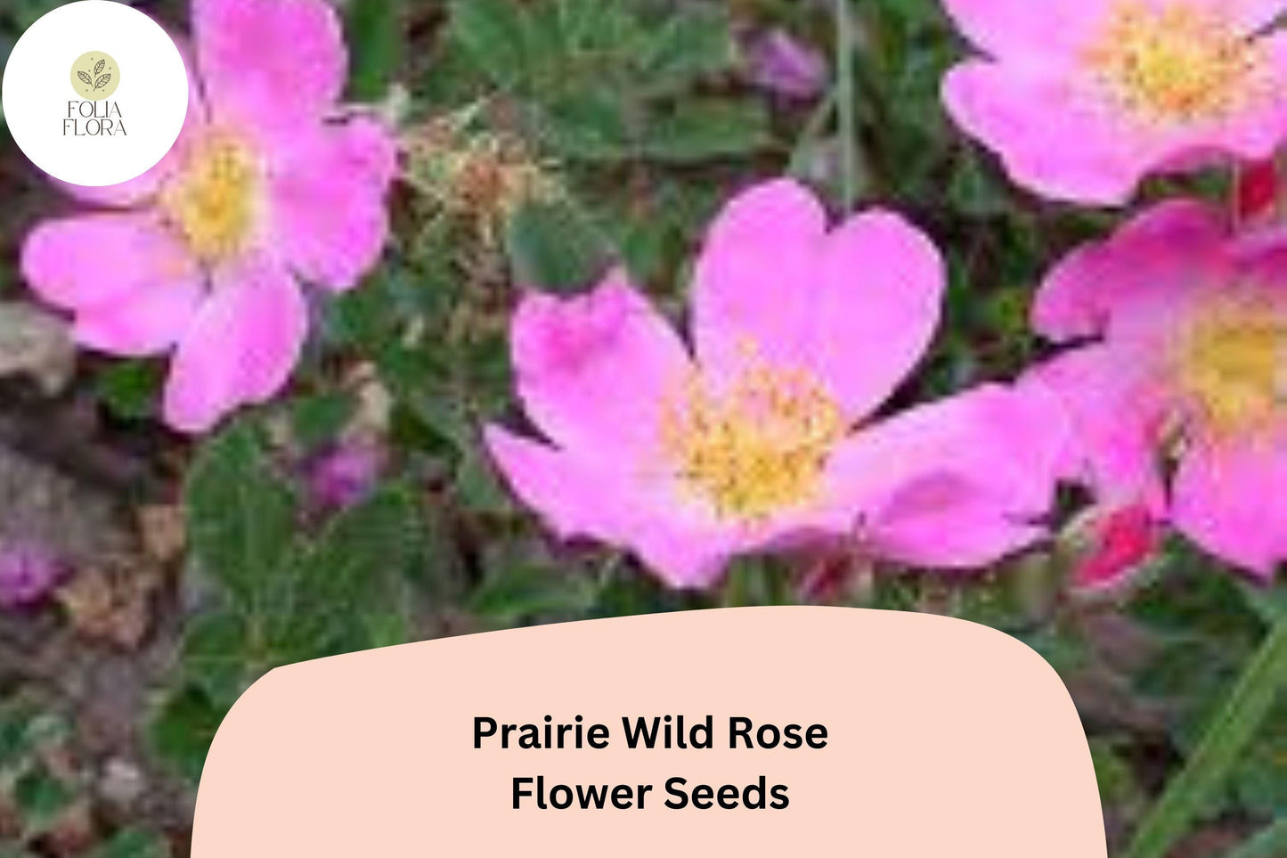 Prairie Wild Rose Seeds – 10 Rosa arkansana | Perennial Shrub for Pollinator, Prairie & Natural Gardens