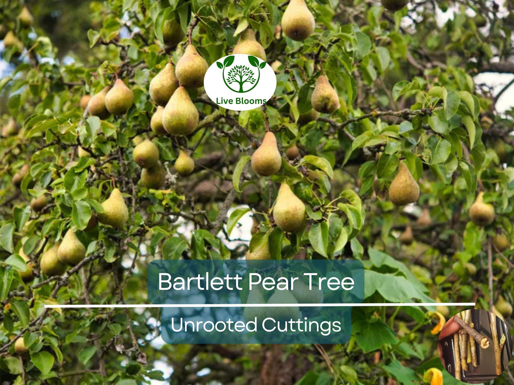 12 Giant Bartlett Pear Tree Cuttings – Unrooted for Rooting or Grafting, High Yield, Great Producer, Perfect for Fruit Orchard, Propagation