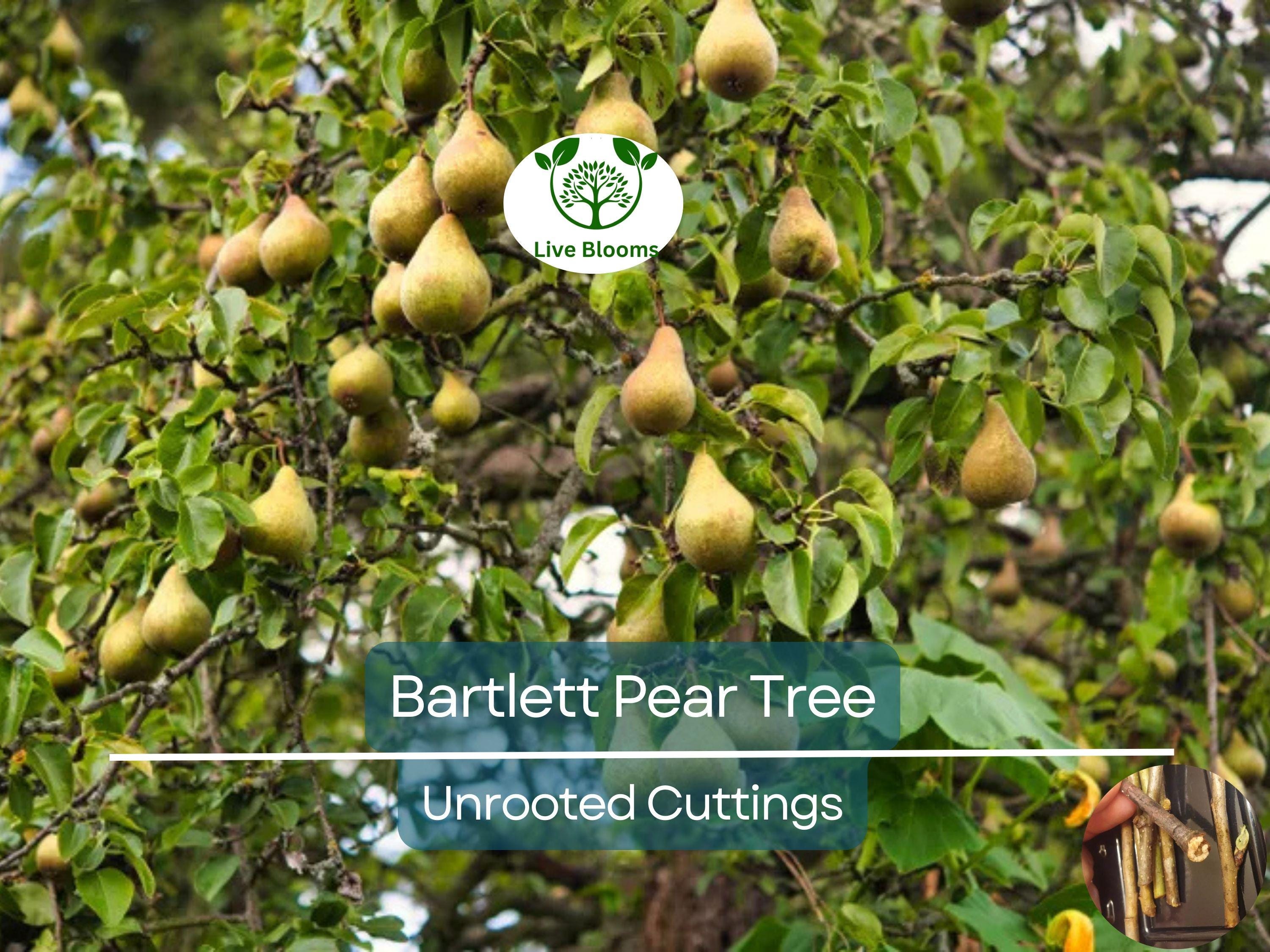 12 Giant Bartlett Pear Tree Cuttings – Unrooted for Rooting or Grafting, High Yield, Great Producer, Perfect for Fruit Orchard, Propagation