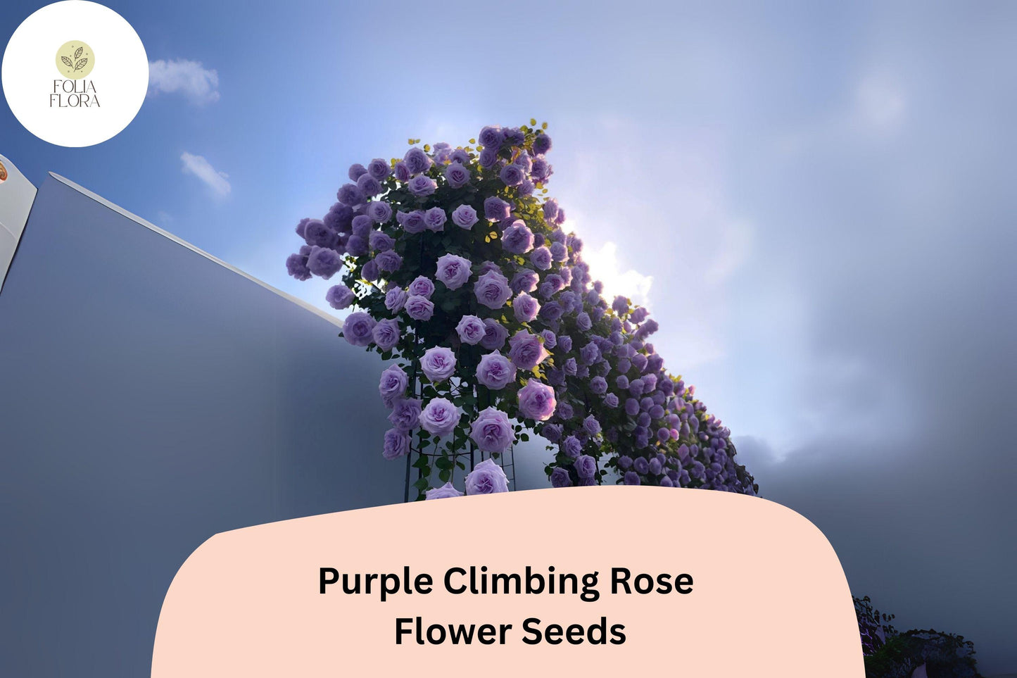 20pcs Purple Climbing Rose Seeds – Rare Vining Roses, Elegant Purple Blooms, Fast Growing, Perfect for Trellises & Garden Arches