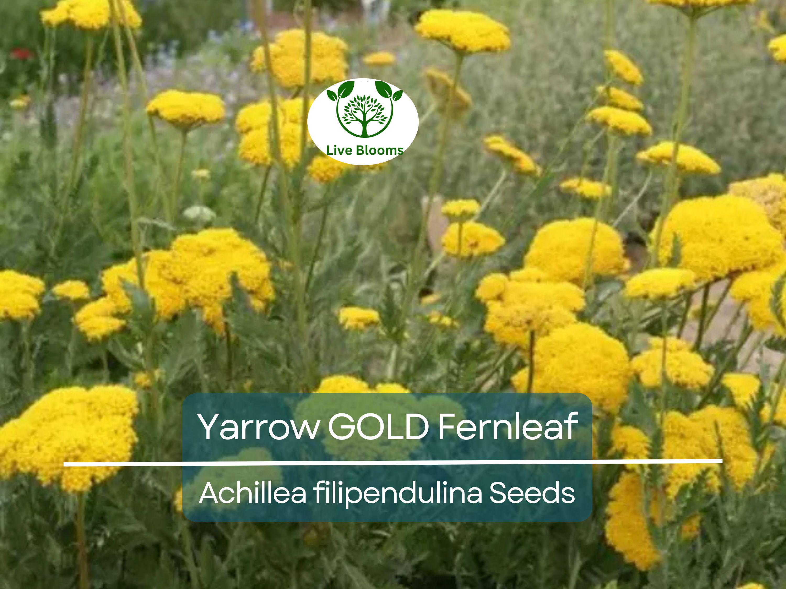 1500 Yarrow GOLD Fernleaf Seeds Achillea filipendulina | Non-GMO Perennial Flower for Pollinators, Drought-Tolerant, Easy to Grow