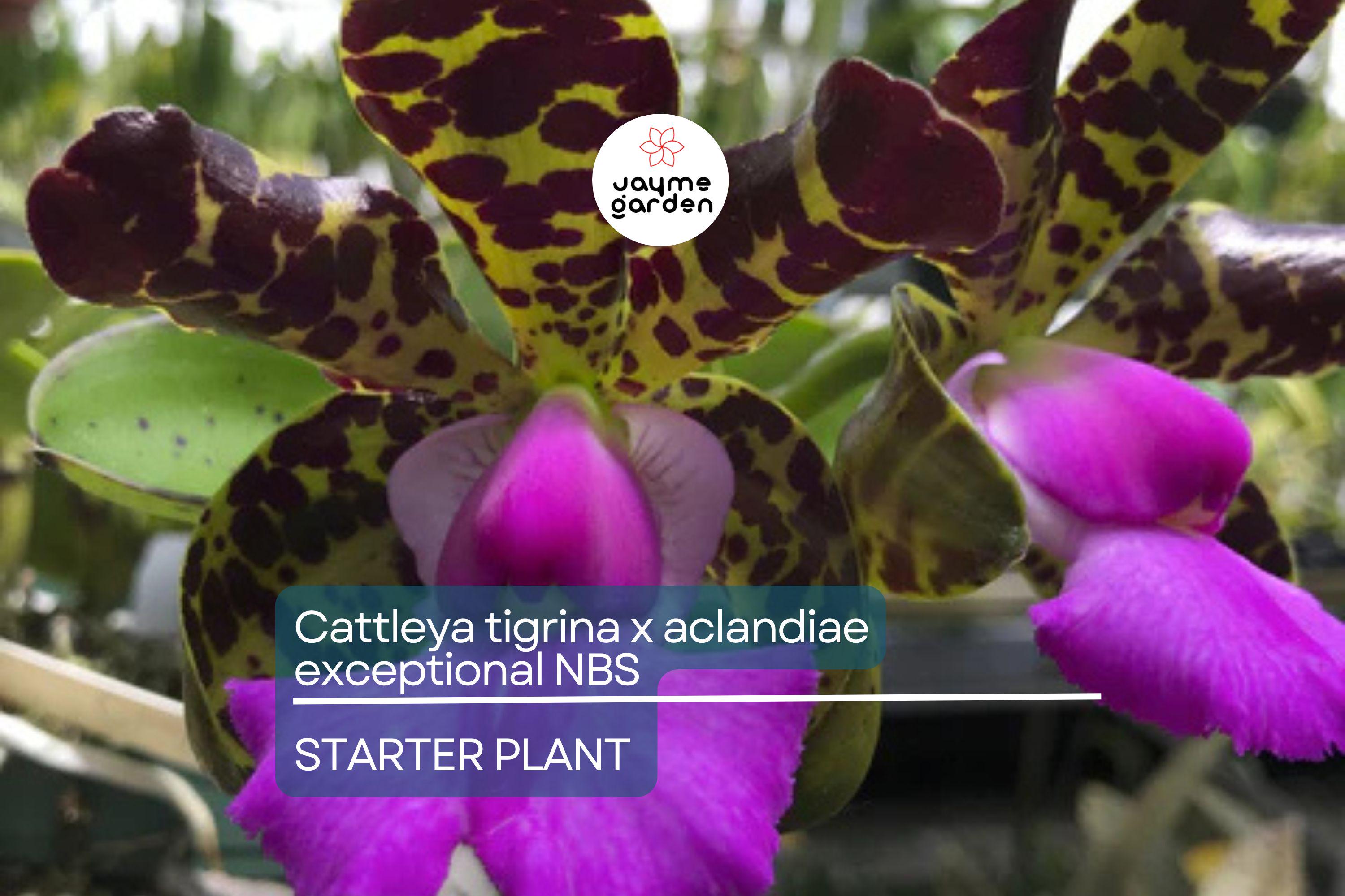 Cattleya Tigrina x Aclandiae NBS Seedling | Compact Orchid Hybrid with Spotted Fragrant Blooms | 3" Pot | Rare Collectors' Plant