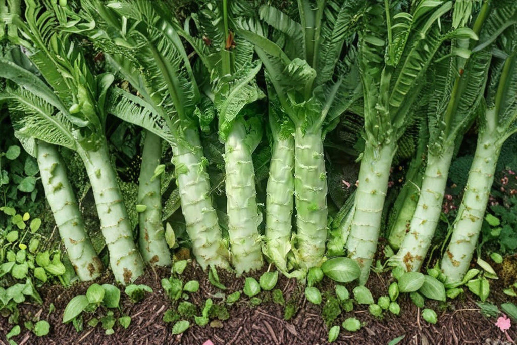 Asparagus Lettuce Seeds – New Yu Mai, Asian Stem Vegetable (200 Seeds)