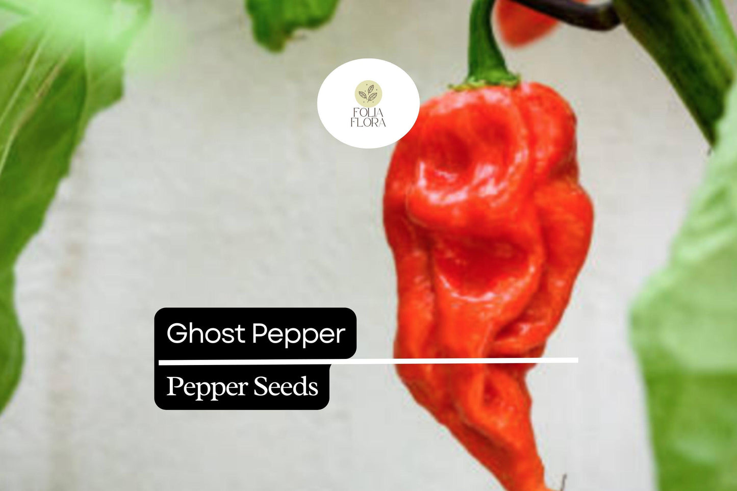 10 Seeds Ghost Pepper, Bhut Jolokia, Fiery Hot Chili Pepper for Spicy Gardens