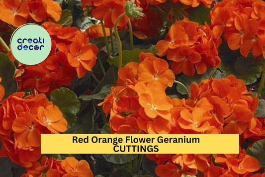 5 Hardy Red-Orange Geranium Cuttings – 6" Fresh Fragrant Stems for Planting | Perennial Flowering Plant for Pots, Beds, or Borders