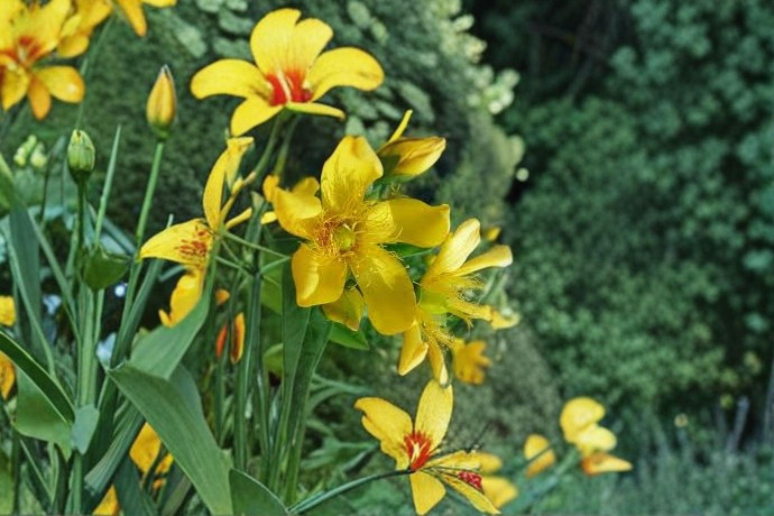 St. John's Wort Seeds – Native Hypericum, Showy Yellow Blooms (500 Seeds)