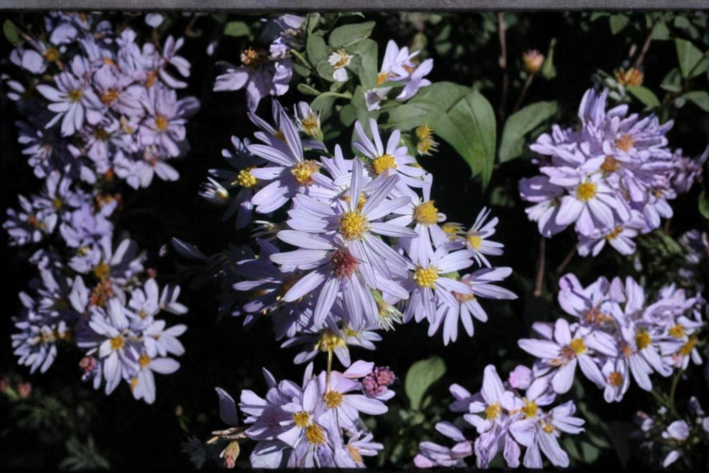 Symphyotrichum shortii – Short's Aster | 100 Seeds | Native Purple Aster Wildflower | Pollinator Garden Plant