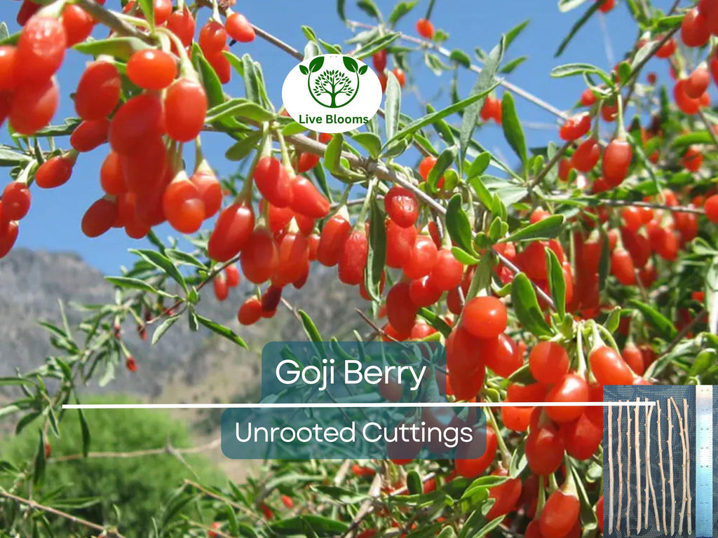 10 Goji Berry Fresh Unrooted Cuttings 7.5" Long - Lycium Barbarum - Superfood Plant for Propagation, Health & Home Garden