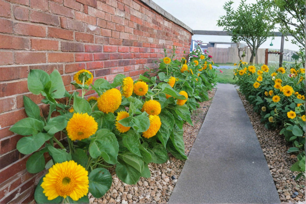 Teddy Bear Dwarf Sunflower 15 Seeds | Fluffy Golden Blooms | Compact Dwarf Variety | Perfect for Pots & Kids Gardens