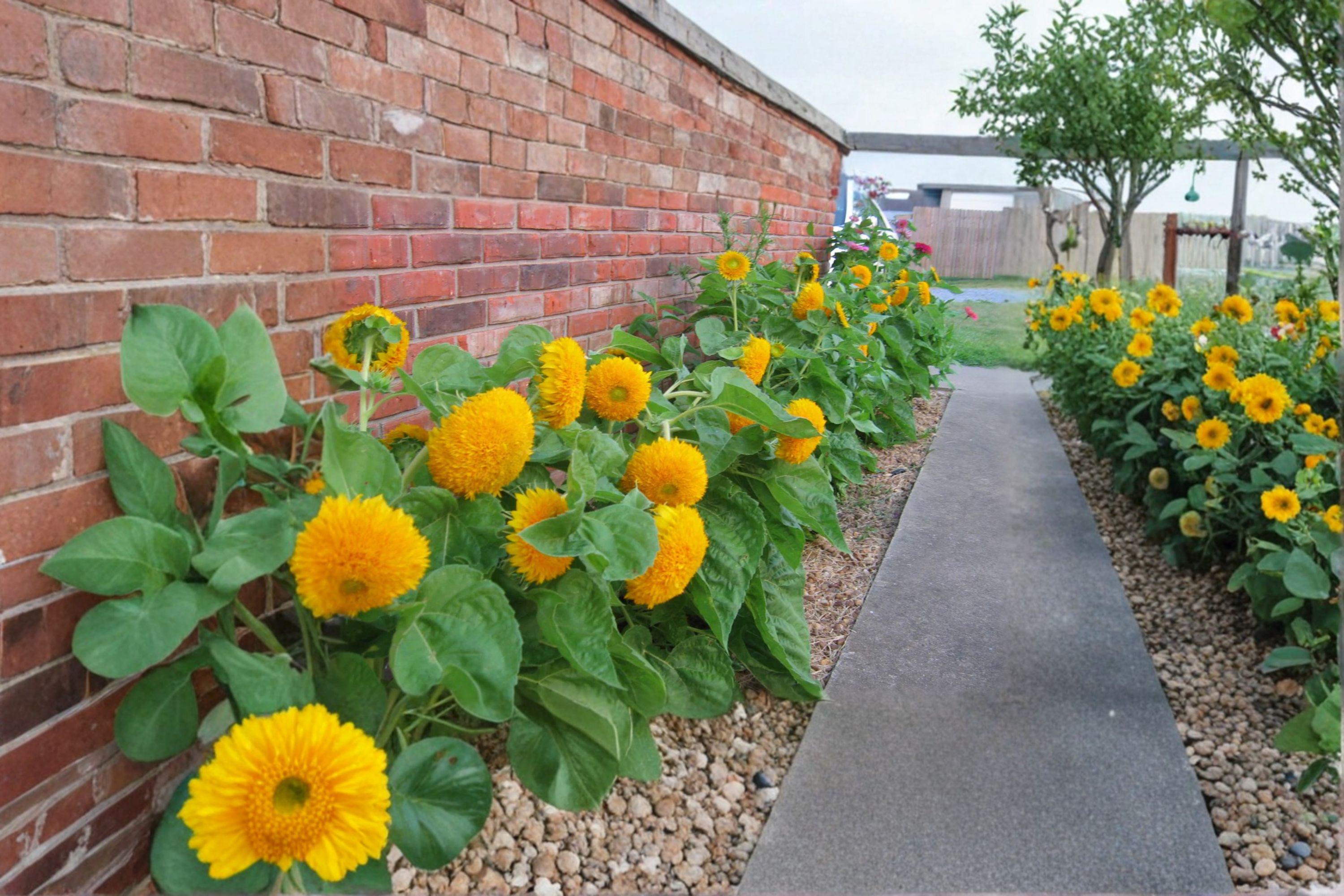 Teddy Bear Dwarf Sunflower 15 Seeds | Fluffy Golden Blooms | Compact Dwarf Variety | Perfect for Pots & Kids Gardens