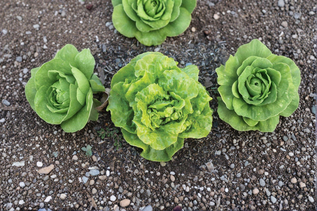 Tom Thumb – Butterhead Lettuce 700 Seeds | Mini Heirloom Lettuce | Compact Heads | Perfect for Containers