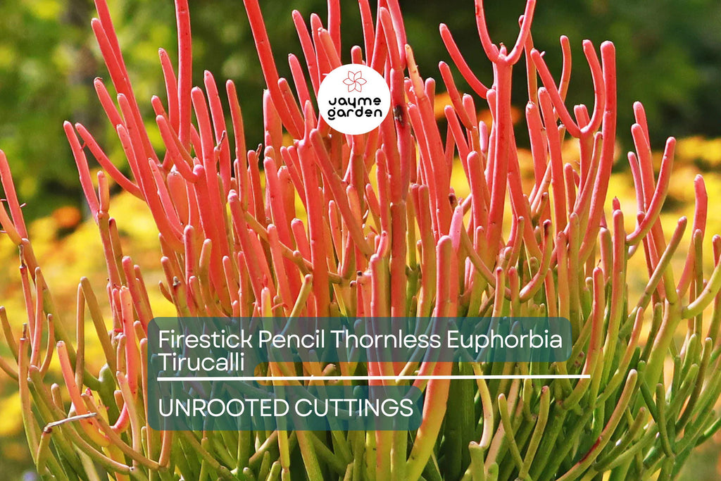 15 Firestick Pencil Cactus Cuttings (8-12") | Thornless Euphorbia Tirucalli Succulent | Easy to Grow