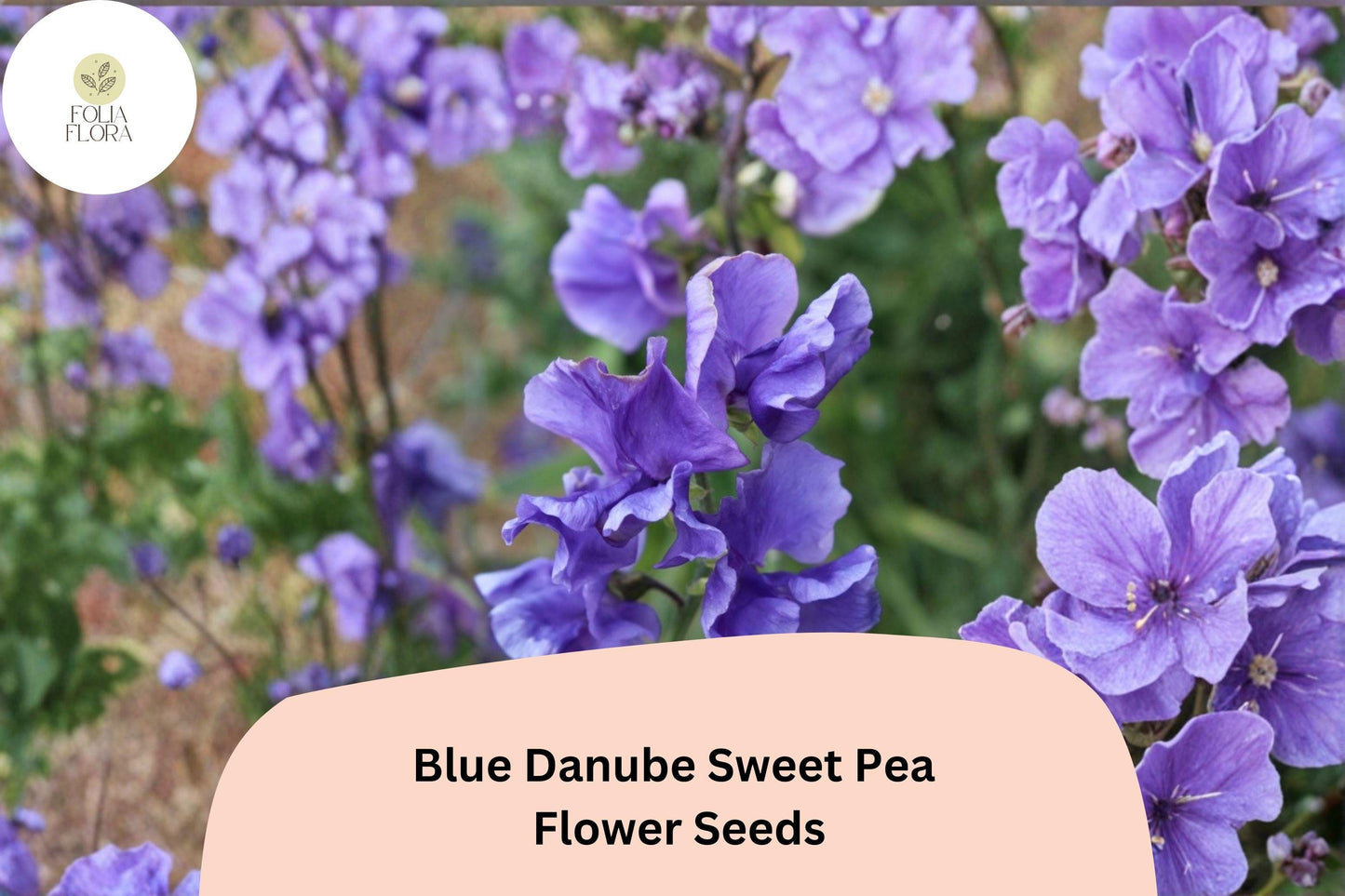 Blue Danube Sweet Pea Seeds 50+ | Lathyrus odoratus Climbing Fragrant Blue Flower Garden Planting
