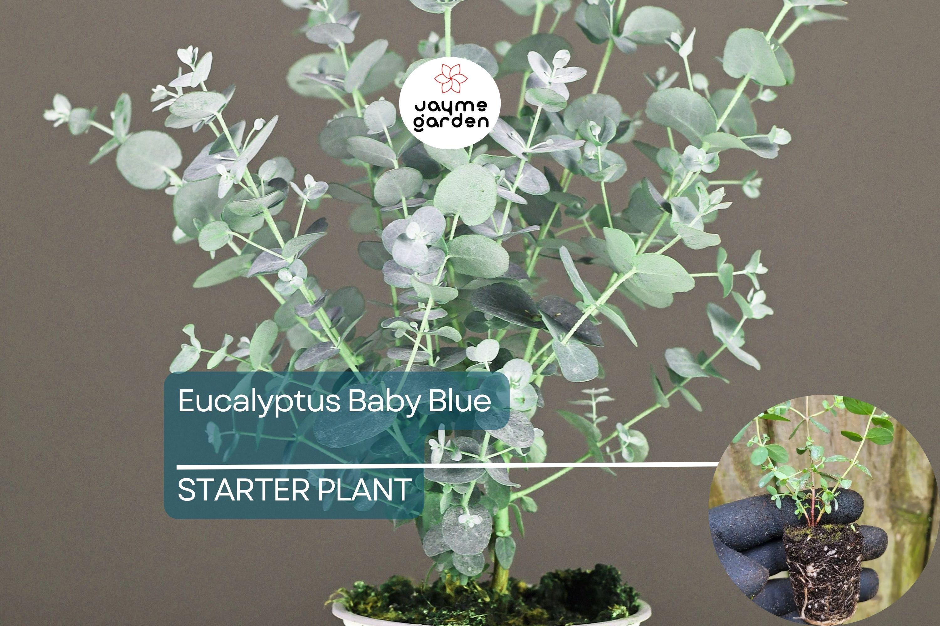 Eucalyptus Baby Blue Starter Plant | Live Rooted Plug | Compact Silver Dollar Variety | Aromatic Foliage & Creamy Blooms