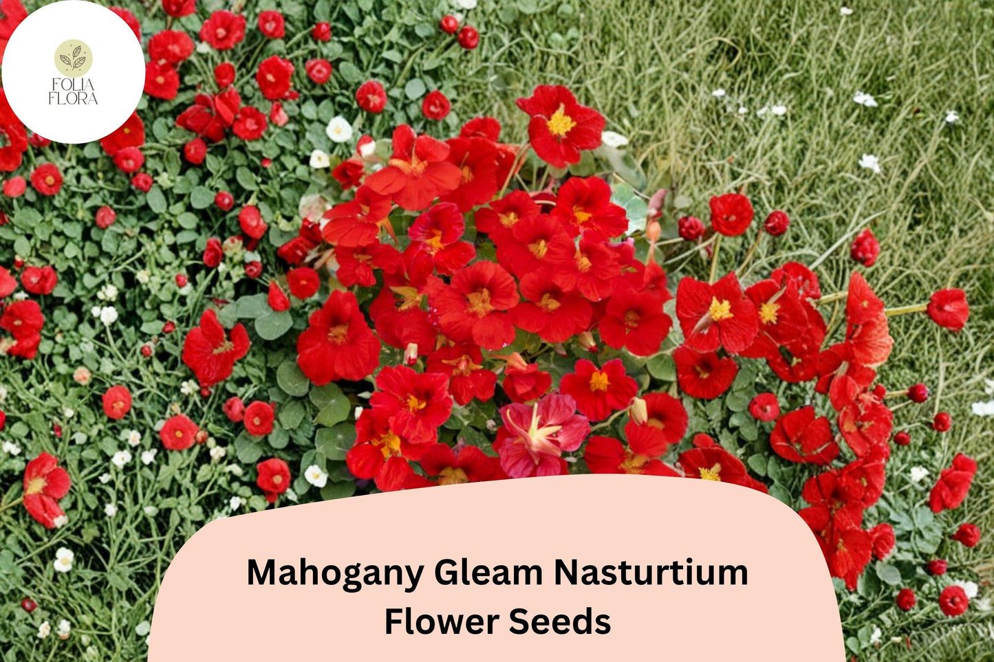 50+ Mahogany Gleam Nasturtium Seeds | Tropaeolum majus | Deep Mahogany-Red Blooms