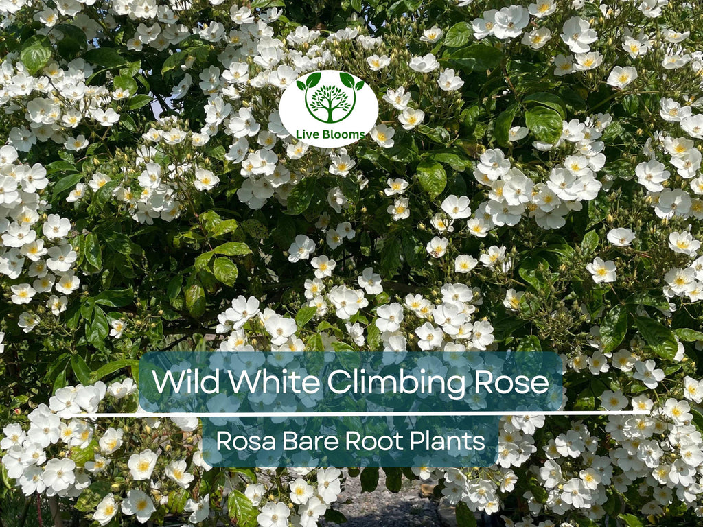 1 Wild White Climbing Rose – Live Hardy Bare Root Plant 6–10” – All Natural, Easy-Care Rose for Trellis, Fence, or Garden