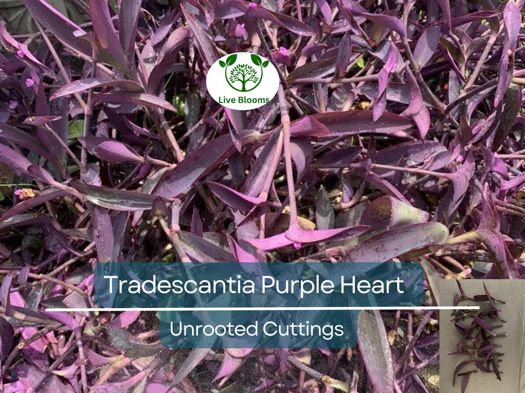 20 Unrooted Cuttings 3-5" Tradescantia Purple Heart (Tradescantia pallida) – Purple Plant for Propagation & Indoor Garden