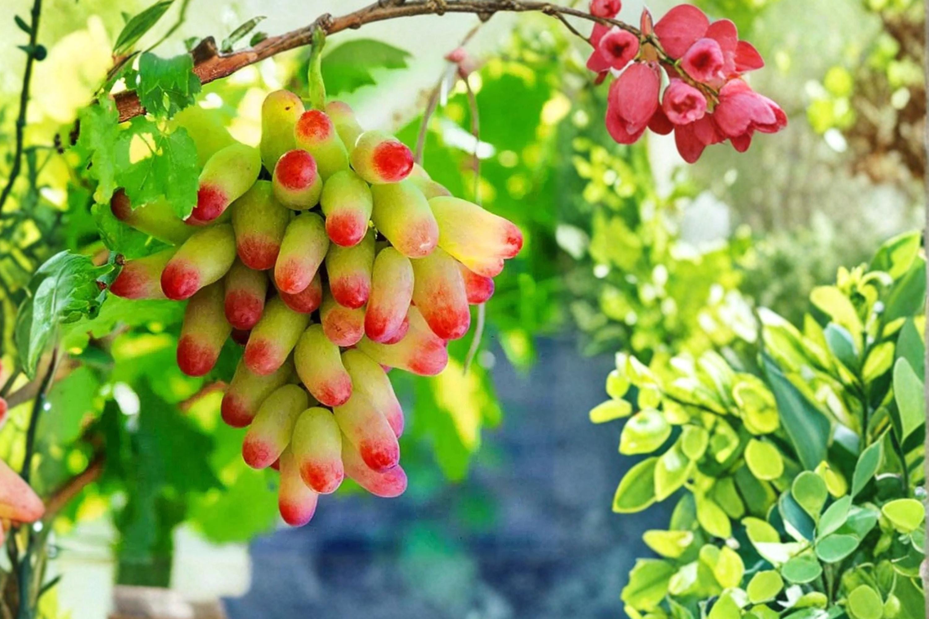 Halloween Fingers Grape 5 Cuttings 6-8" (Vitis vinifera Manicure Finger) Unrooted Grape Vine Cuttings