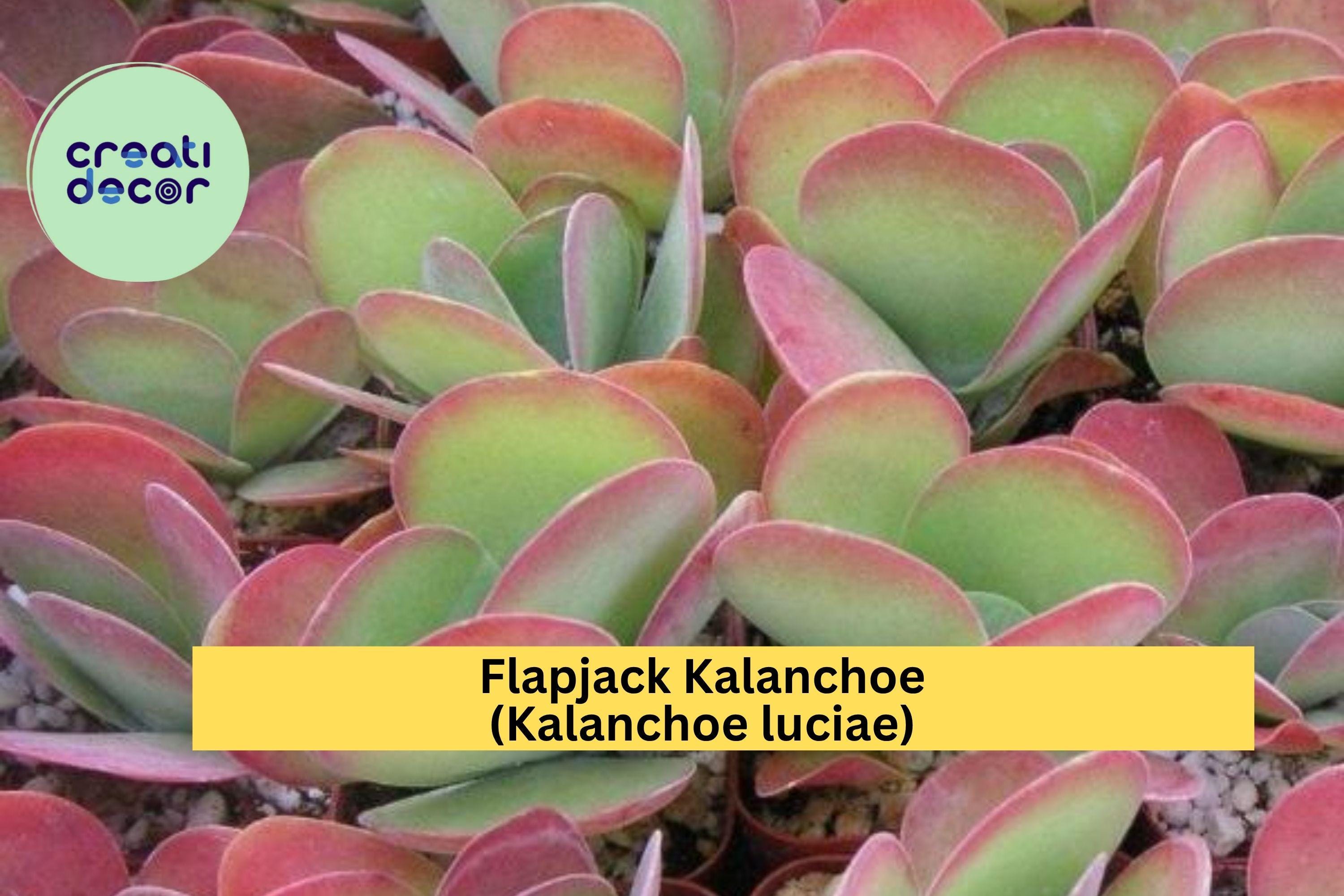 Flapjack Kalanchoe Live Succulent – Paddle Plant (Kalanchoe luciae), Colorful Rosette Houseplant, Easy Care Live Plant