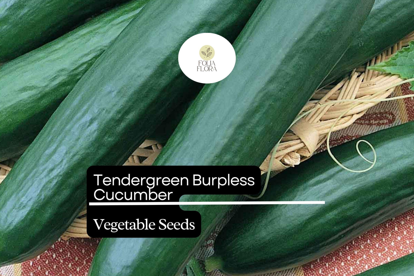 50 Seeds Tendergreen Burpless Cucumber (Cucumis sativus) – Sweet, Non-Bitter, Crisp Garden Favorite for Slicing & Salads