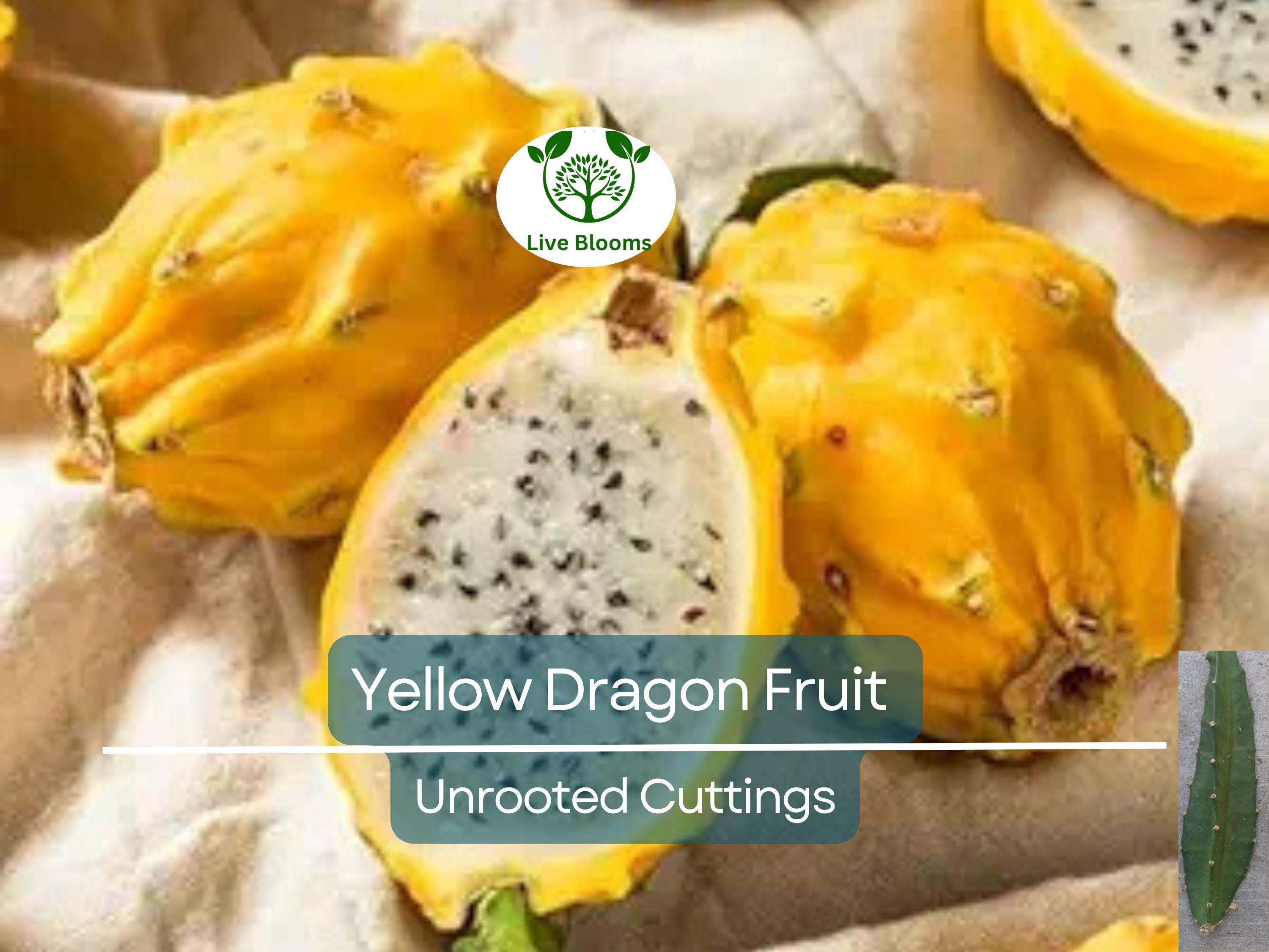 1 Yellow Dragon Fruit Palora Variety Fresh Cutting 3-4" for Rooting, Hylocereus megalanthus, Sweet Yellow Fruit, Tropical Plant Cutting