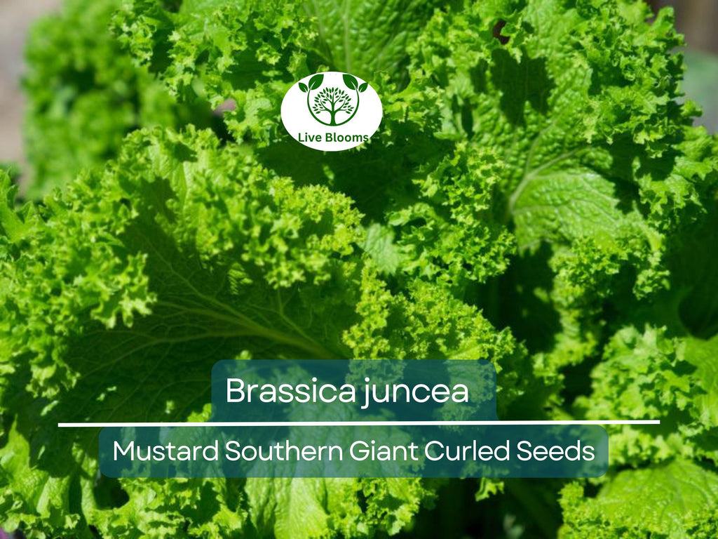 500 Seeds Mustard Southern Giant Curled for Planting (Brassica juncea) - Hearty, Curled Mustard Greens for Home Gardens, Fast-Growing
