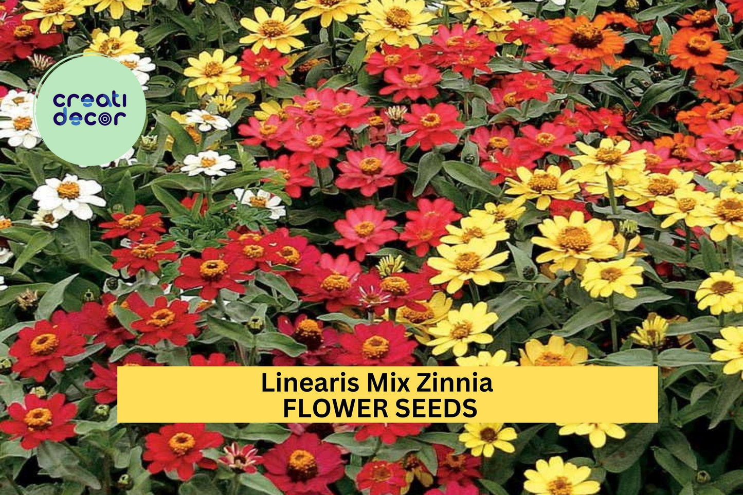 100+ Linearis Mix Zinnia Seeds – Compact Narrow-Leaved Blooms for Garden Planting, Drought-Tolerant Annuals for Borders – USA