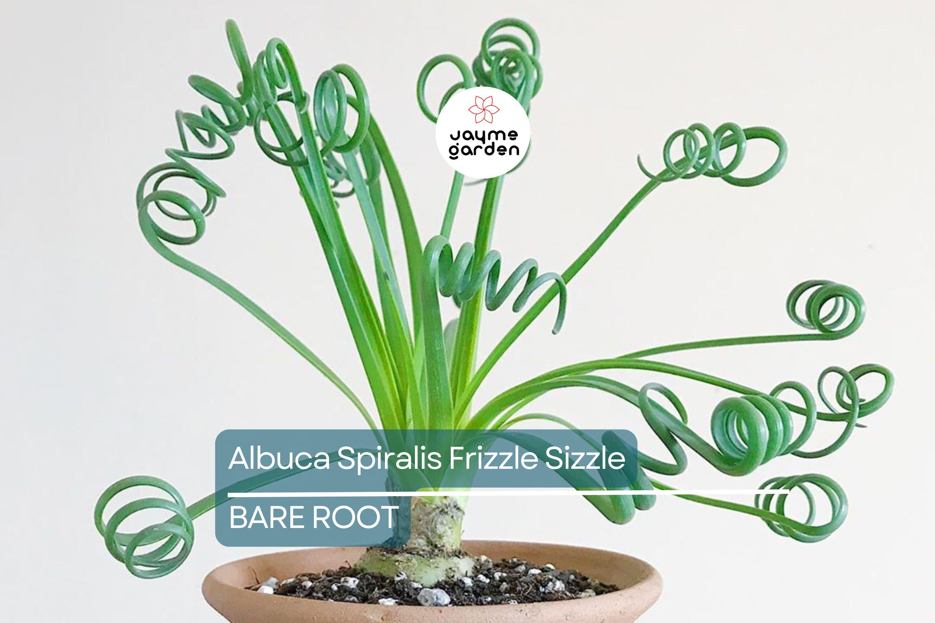 Albuca Spiralis ‘Frizzle Sizzle’ – 1 Large Corkscrew Succulent Bulb, 1" Tall, Unique Spiral Leaves