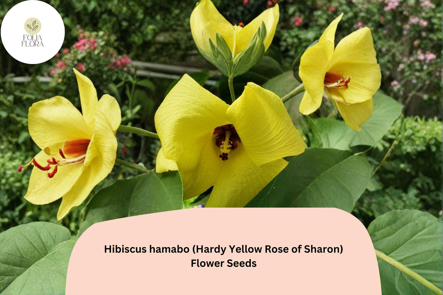 Hardy Yellow Rose of Sharon Seeds – 10 Hibiscus hamabo | Yellow Hardy Hibiscus