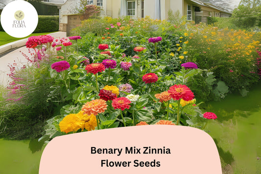 100+ Benary Mix Zinnia Seeds – Large Double Blooms for Cut Flower Gardens & Summer Planting