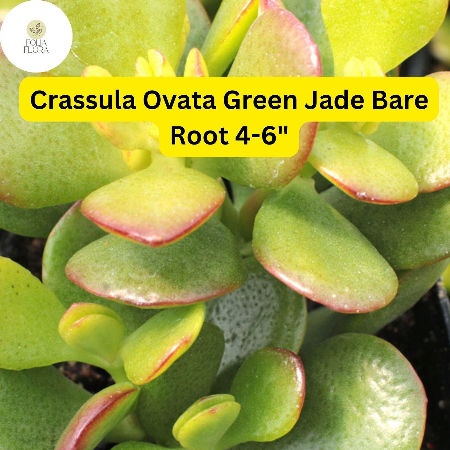 Crassula Ovata ‘Green Jade’ | 1 Bare Root 4-6” Plant | Money Tree, Easy-Care Succulent, Bonsai, Drought-Tolerant, White Blooms