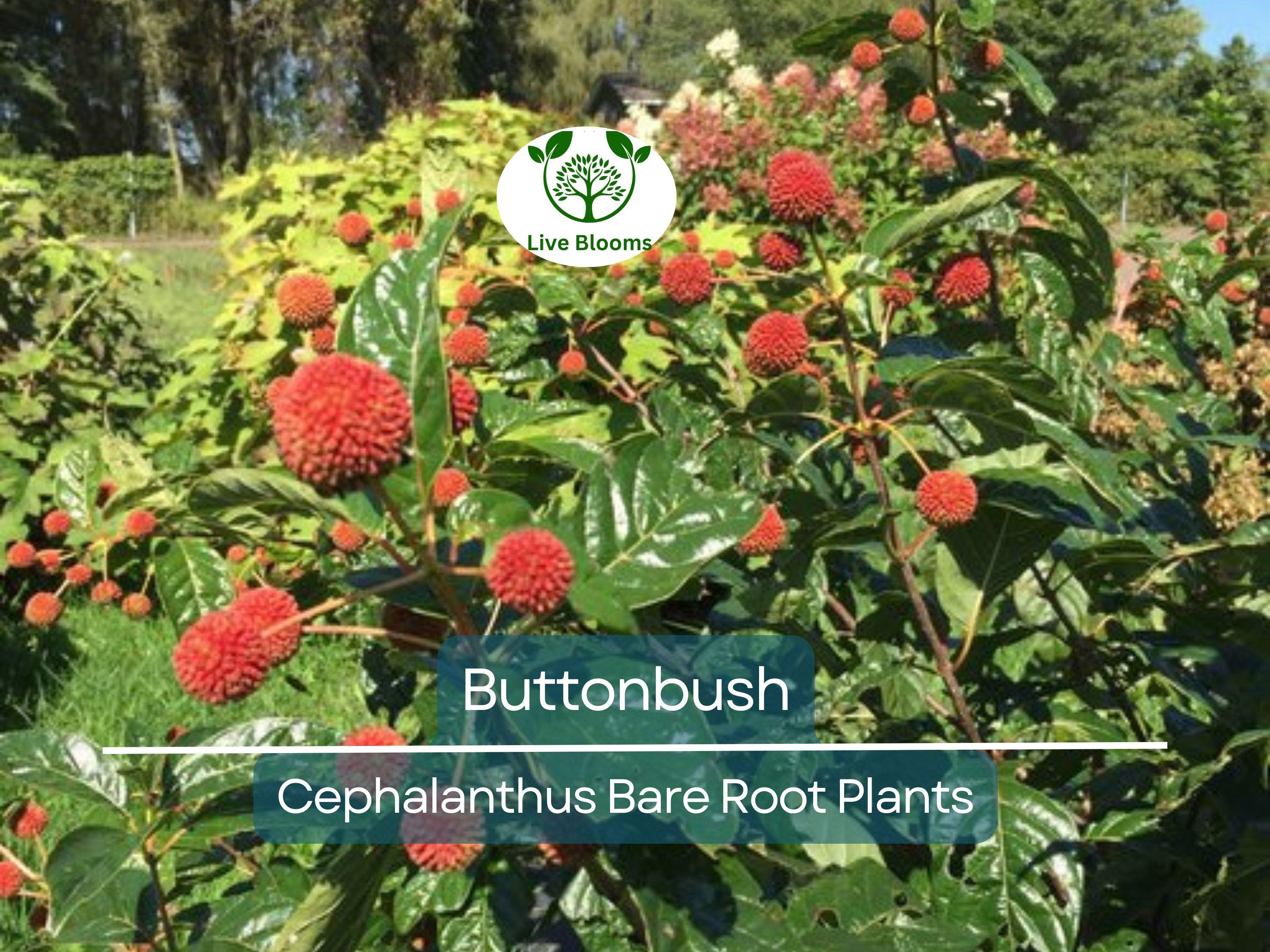 1 Buttonbush Live Plant – Cephalanthus Occidentalis 12–18” Bare Root Shrub – Native Pollinator Magnet with Unique Blooms