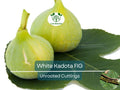 3 White Kadota Fig Cuttings 6" Unrooted – Ficus carica, Sweet Fig Tree, Grafting, Fruit Tree, Rare, Fig Tree Cutting for Propagation
