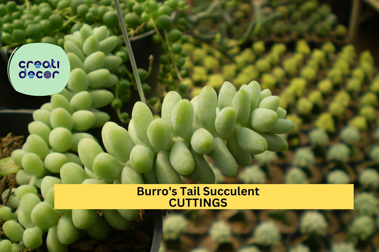 5 Burro’s Tail Succulent Cuttings | Sedum Morganianum | Fresh Live Unrooted Stems | Easy to Grow | Great for Beginners