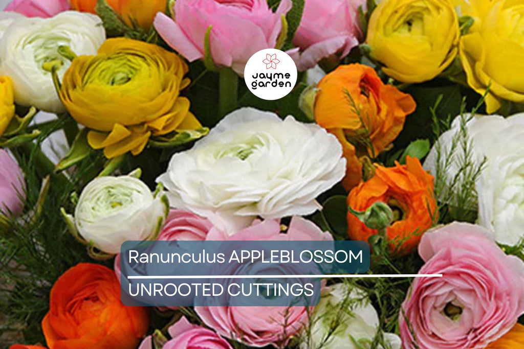 Ranunculus Appleblossom Mix Bulbs - 10 Pink, Red, White Flower Bulbs, Fast-Growing, Drought-Resistant, USDA Zones 8-11