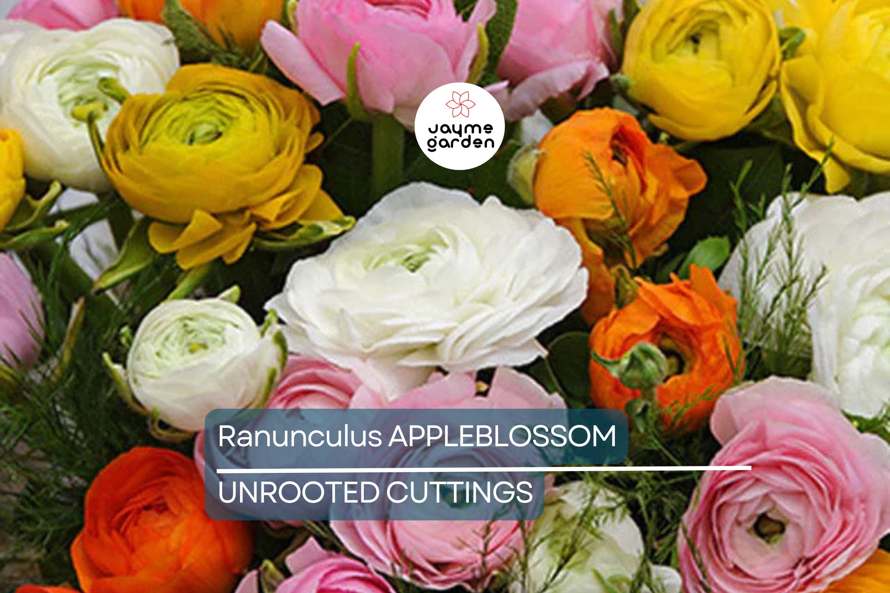 Ranunculus Appleblossom Mix Bulbs - 10 Pink, Red, White Flower Bulbs, Fast-Growing, Drought-Resistant, USDA Zones 8-11