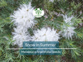 50 Snow In Summer Seeds (Melaleuca linariifolia) | Shrub | Fragrant & Hardy, Perfect for Gardens Aromatic