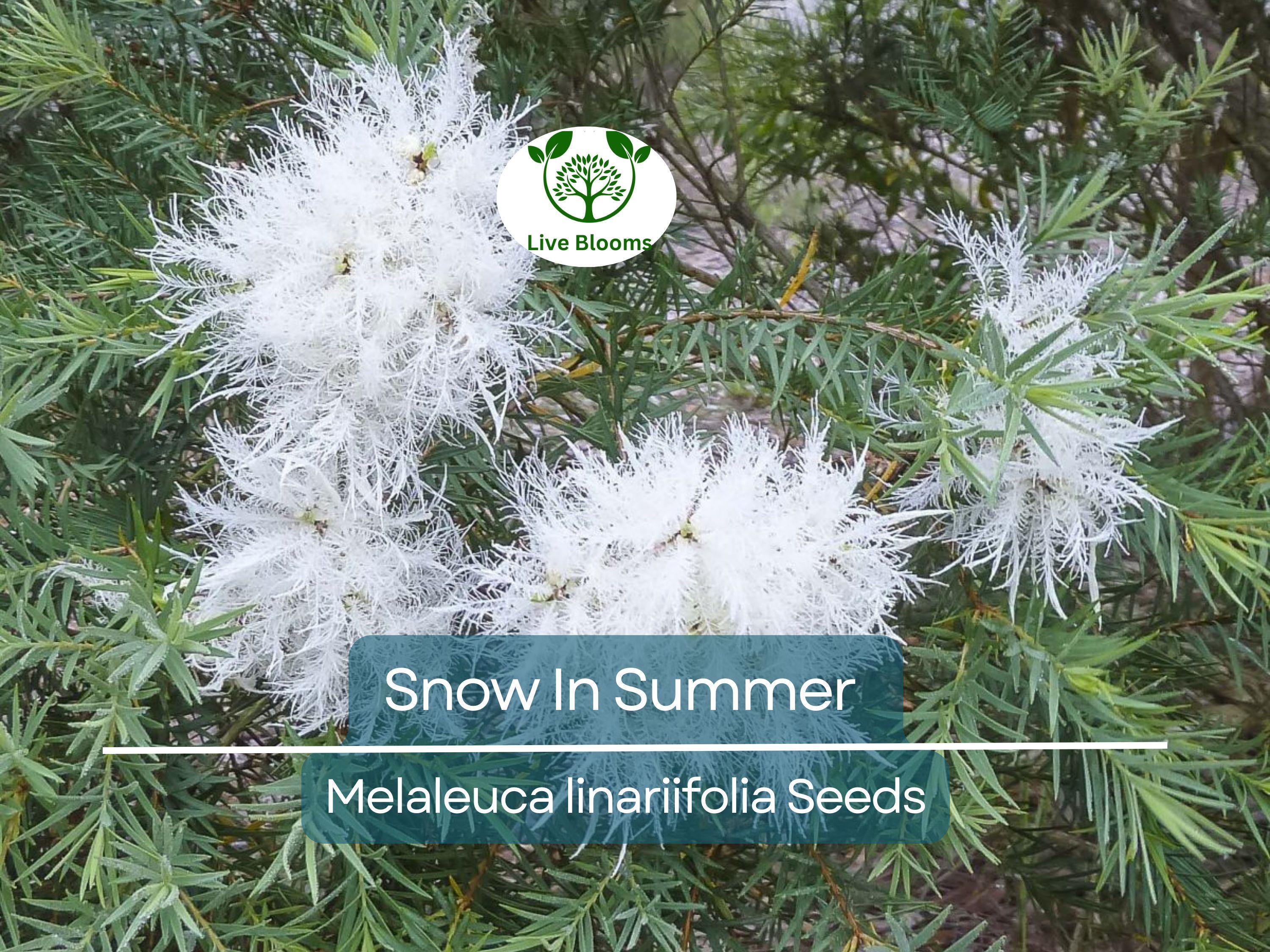 50 Snow In Summer Seeds (Melaleuca linariifolia) | Shrub | Fragrant & Hardy, Perfect for Gardens Aromatic
