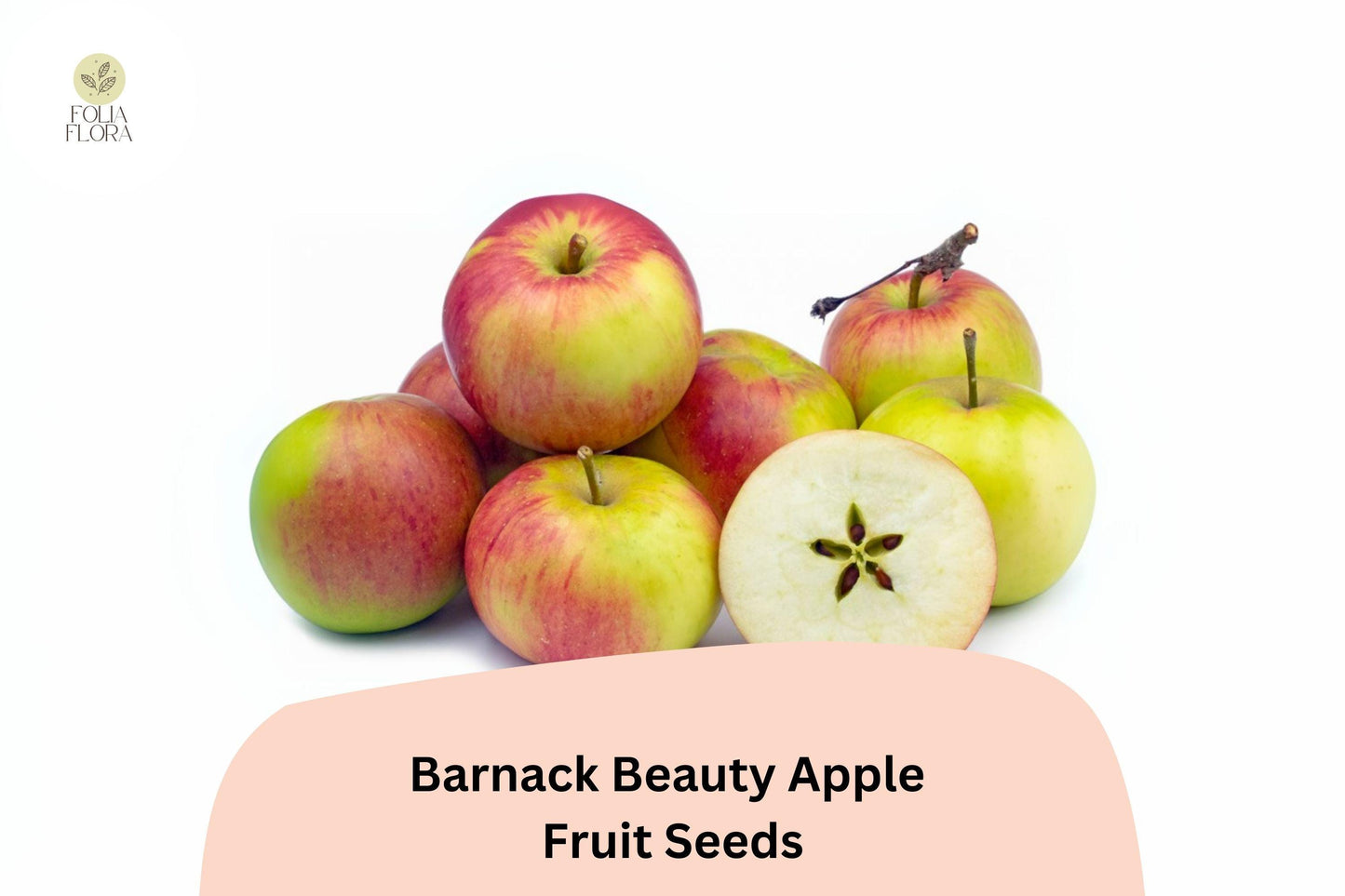 25+ Barnack Beauty Apple Seeds for Planting | Rare Heirloom English Apple Tree | Sweet Crisp Fruit
