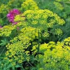 Set of 12 Herb Seeds – Basil, Dill, Parsley, Thyme, Lavender, Oregano, Cilantro & More – Perfect for Kitchen And Garden Planting – USA