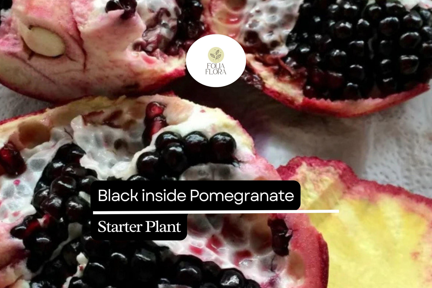 1 Starter Plant Black Inside Pomegranate Tree (Punica granatum) Live Tropical Fruit Tree 10"-24"