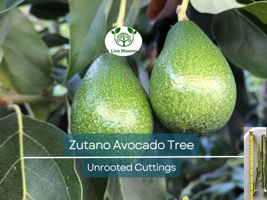 3 Avocado Tree Unrooted Cuttings “Zutano” – Hass Avocado Alternative, Healthy Fruit, Easy to Grow, Fast-Growing, Home Garden, Tropical Fruit