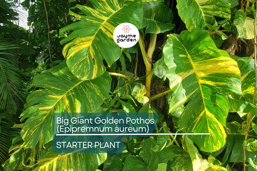 Big Giant Golden Pothos (Epipremnum aureum) Live Tropical Houseplant 12”-24” | Low Maintenance & Air-Purifying