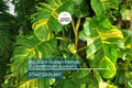 Big Giant Golden Pothos (Epipremnum aureum) Live Tropical Houseplant 12”-24” | Low Maintenance & Air-Purifying