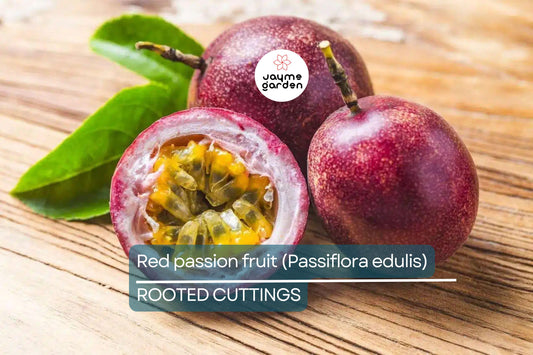 Red Passion Fruit Starter Plant - Passiflora edulis Live Vine 1'-2' | Tropical Fruit Plant for Home Garden