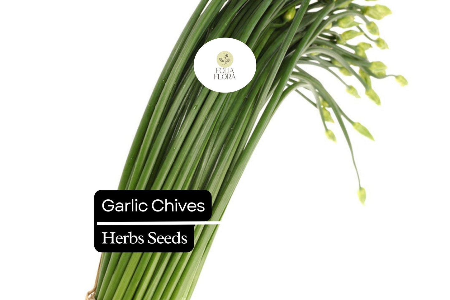 150 Garlic Chive Herb Seeds – Allium tuberosum – Mild Garlic Flavor, Perfect for Cooking, Garnishes & Salads, Easy to Grow, Non-GMO